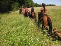 Wanderreiten in Polen: Riesengebirge, Isergebirge ...